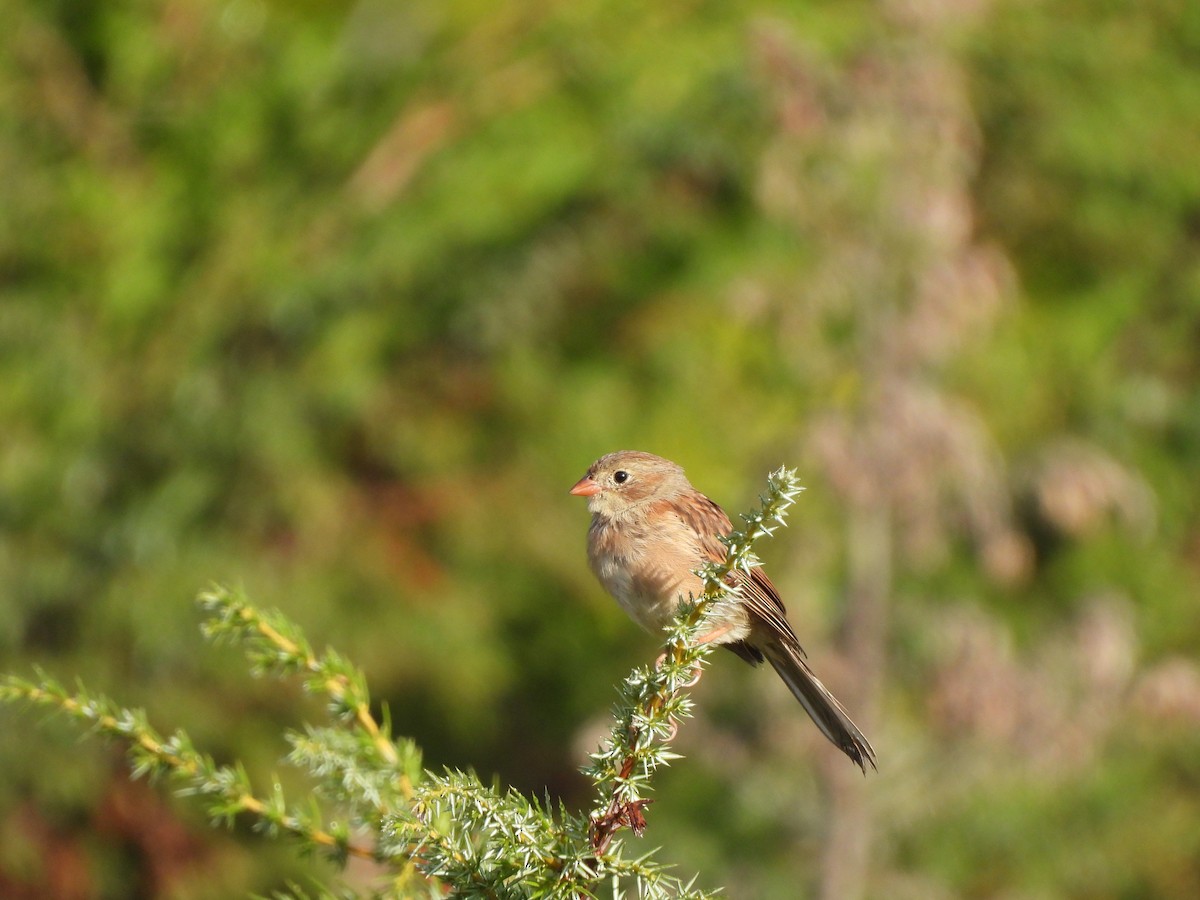 Field Sparrow - ML482035611