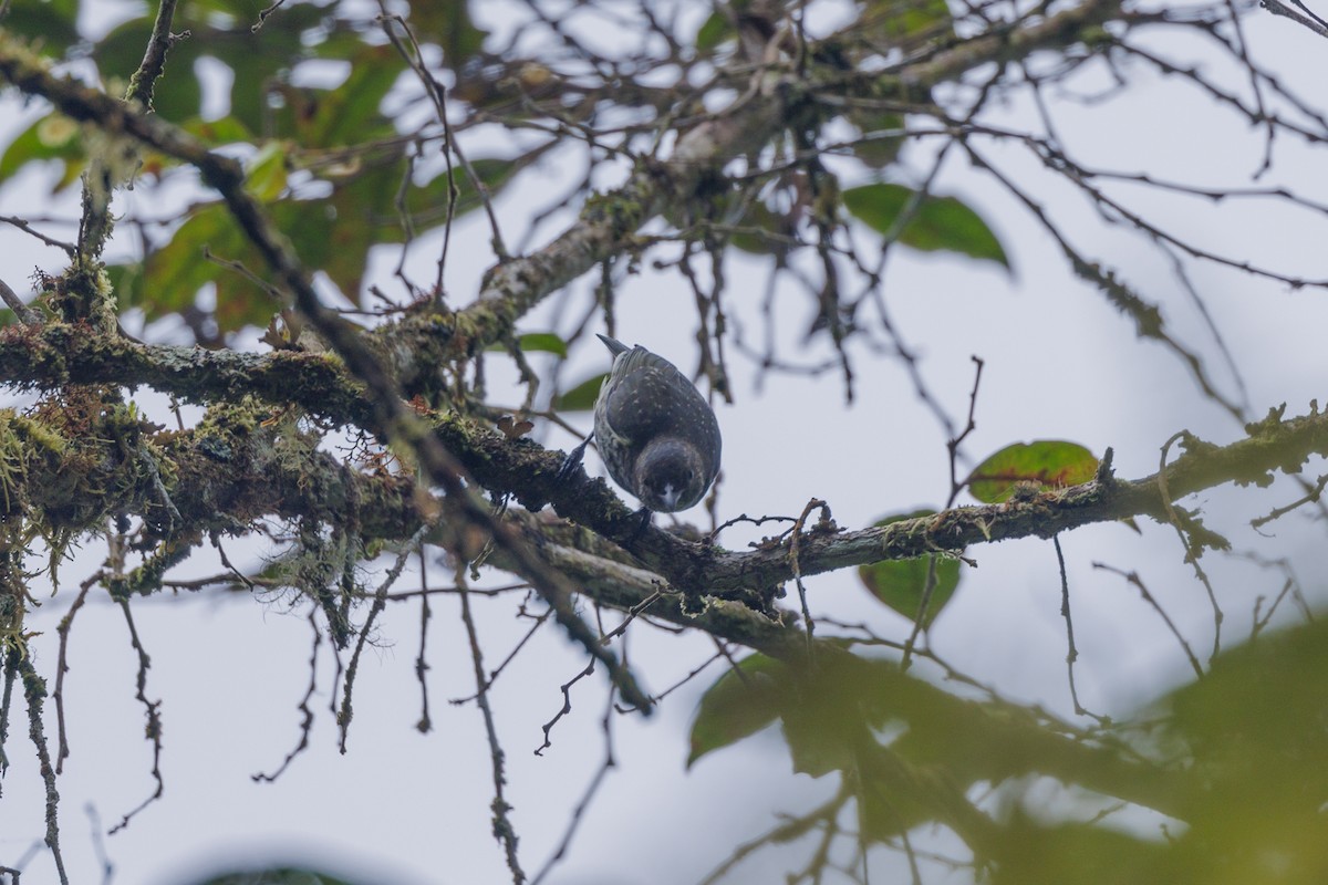 Thick-billed Berrypecker - ML482036151