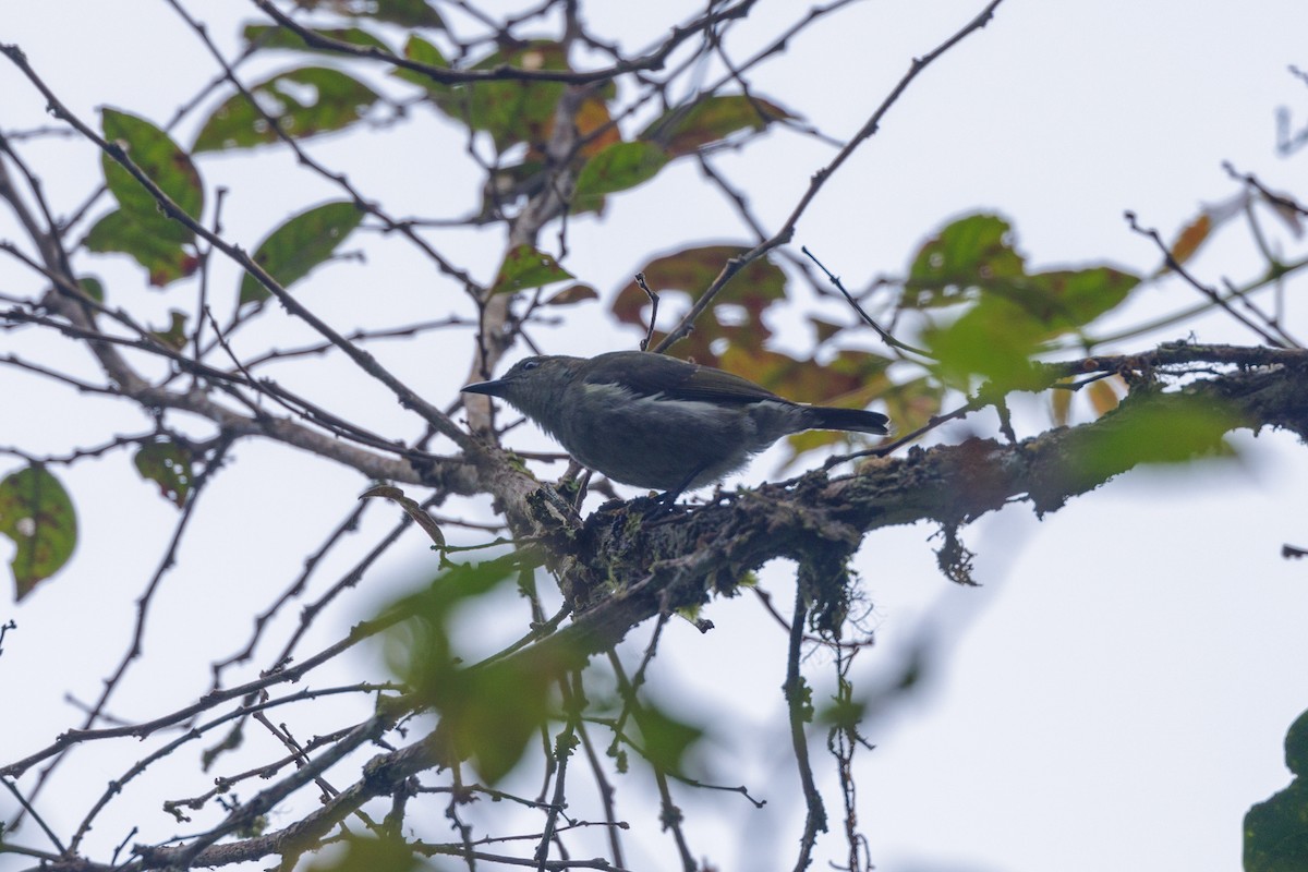 Thick-billed Berrypecker - ML482036321