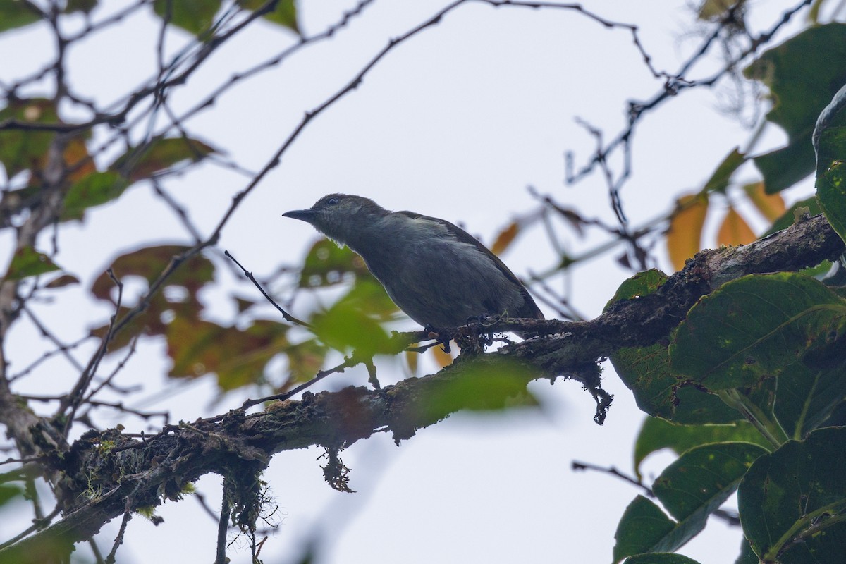 Thick-billed Berrypecker - ML482036371