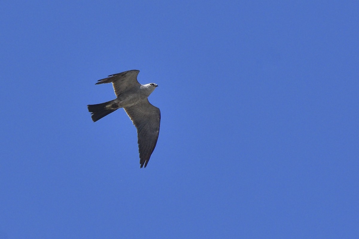 Mississippi Kite - ML482036391