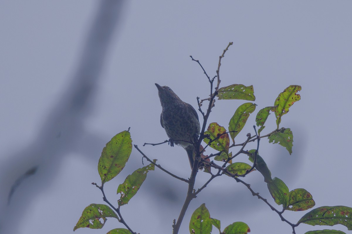 Thick-billed Berrypecker - ML482036401