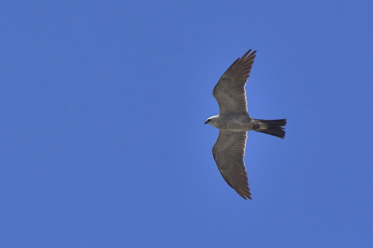 Mississippi Kite - ML482036411