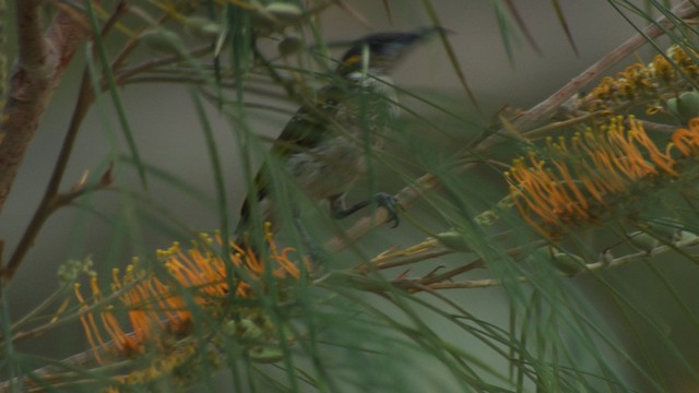 Yellow-spotted Honeyeater - ML482037