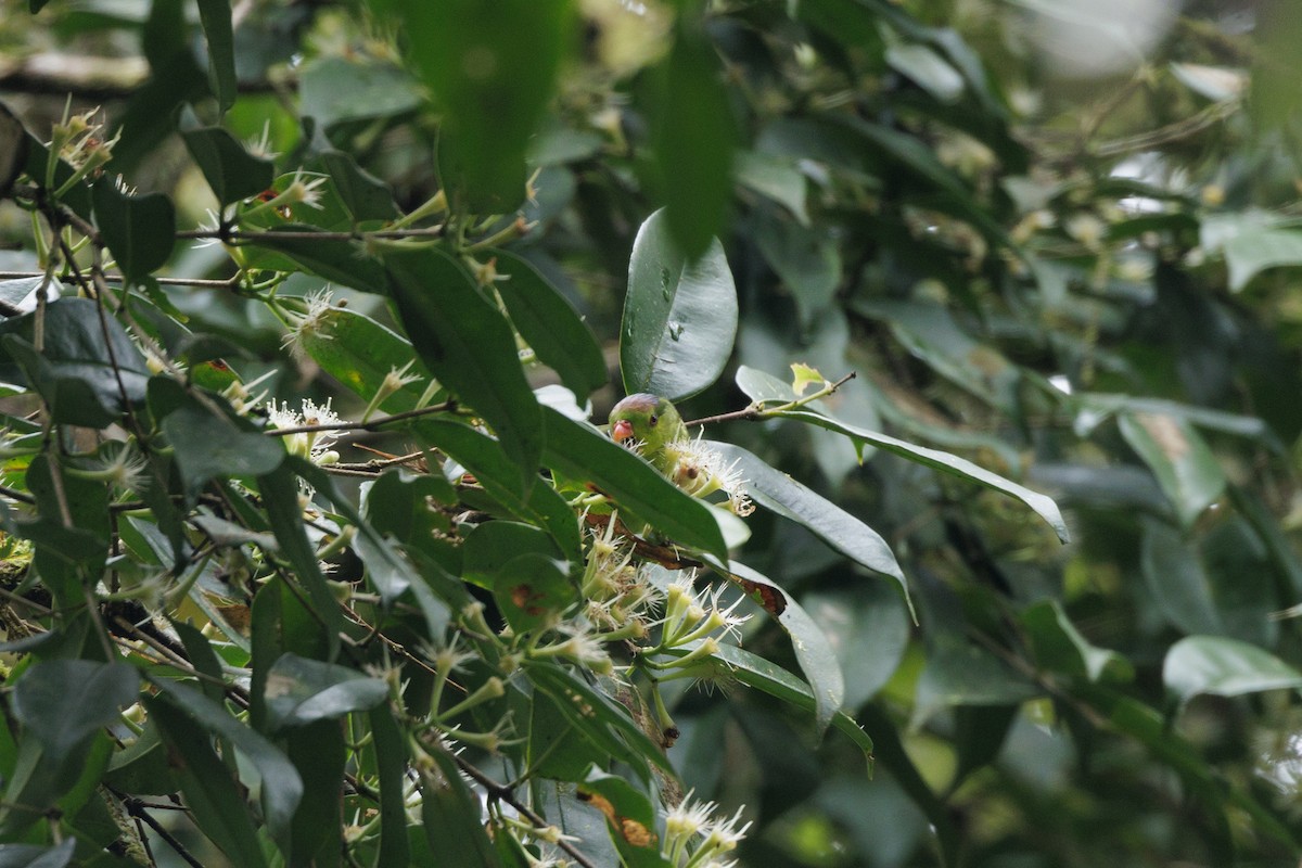 Pygmy Lorikeet - ML482037071