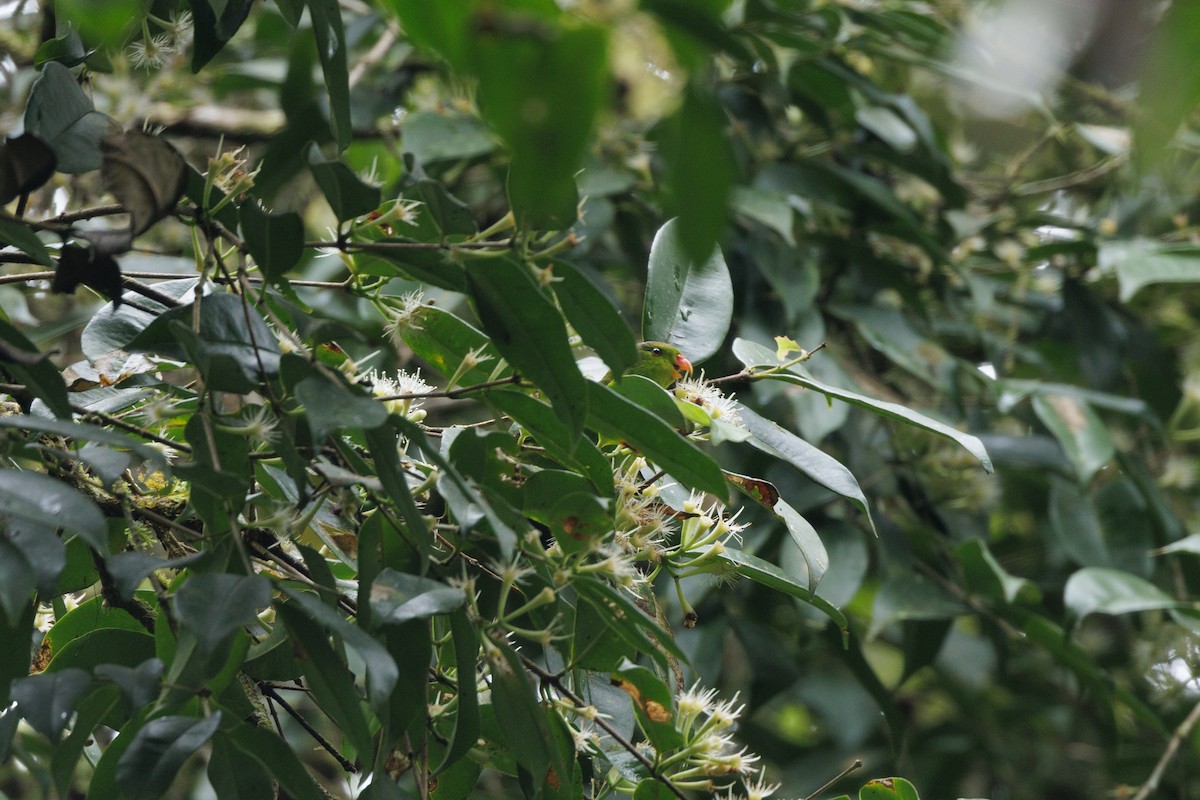 Pygmy Lorikeet - ML482037391