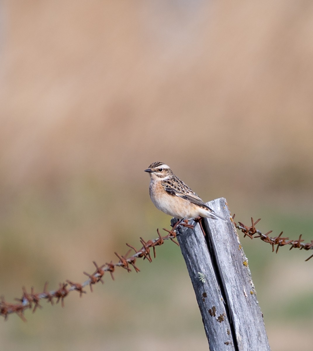 Whinchat - Luís Tão