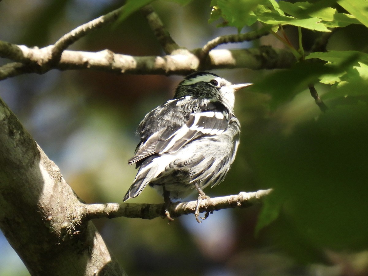 Black-and-white Warbler - Tim Flight