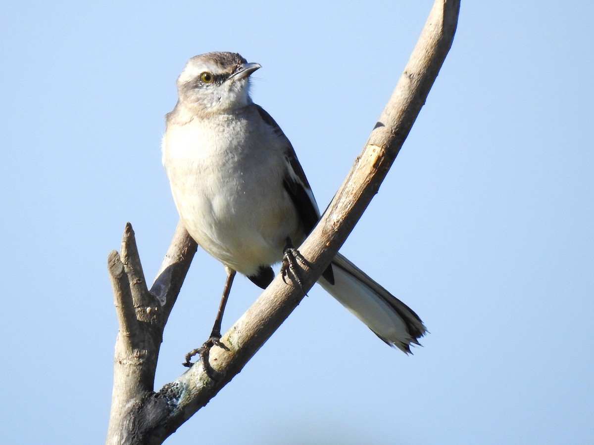 White-banded Mockingbird - Ricardo Centurión