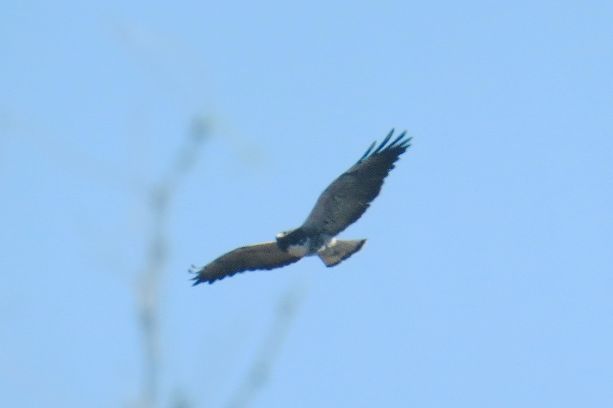 White-tailed Hawk - Charlotte Morris