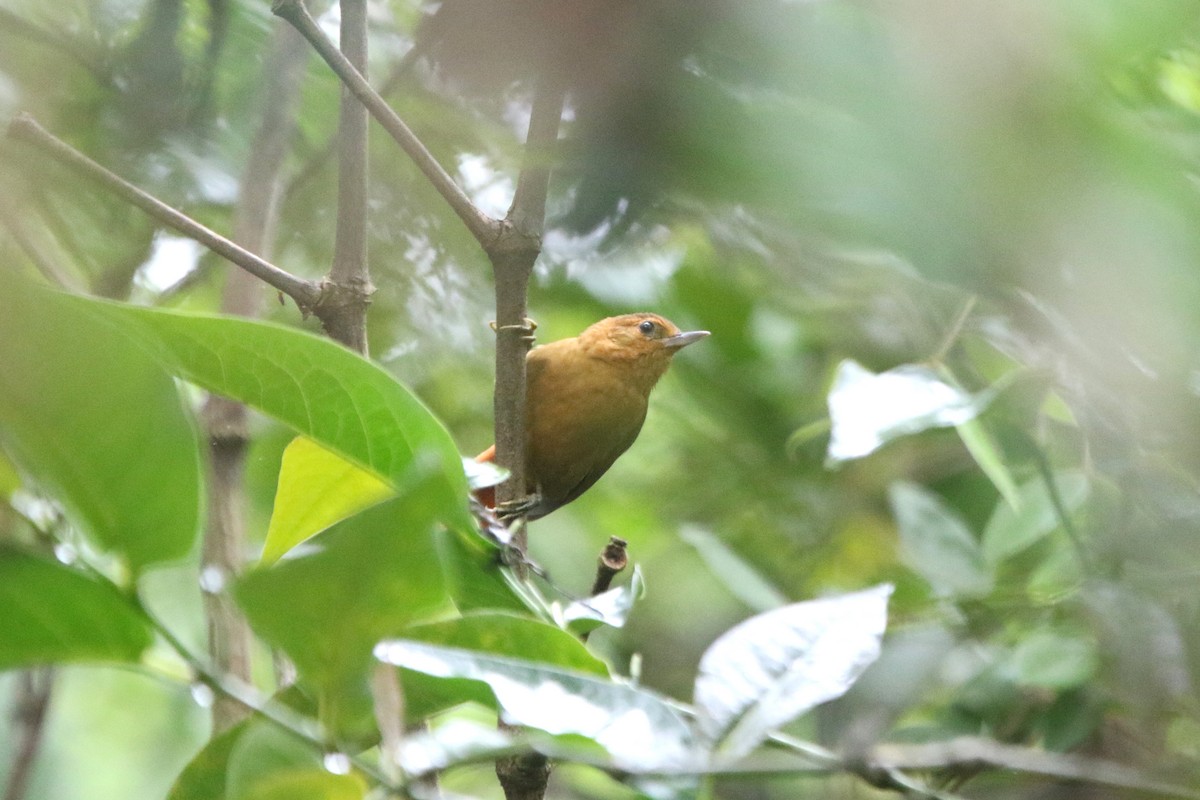 Russet-mantled Foliage-gleaner - Ian Thompson