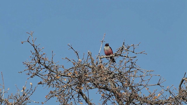 Lewis's Woodpecker - ML482041