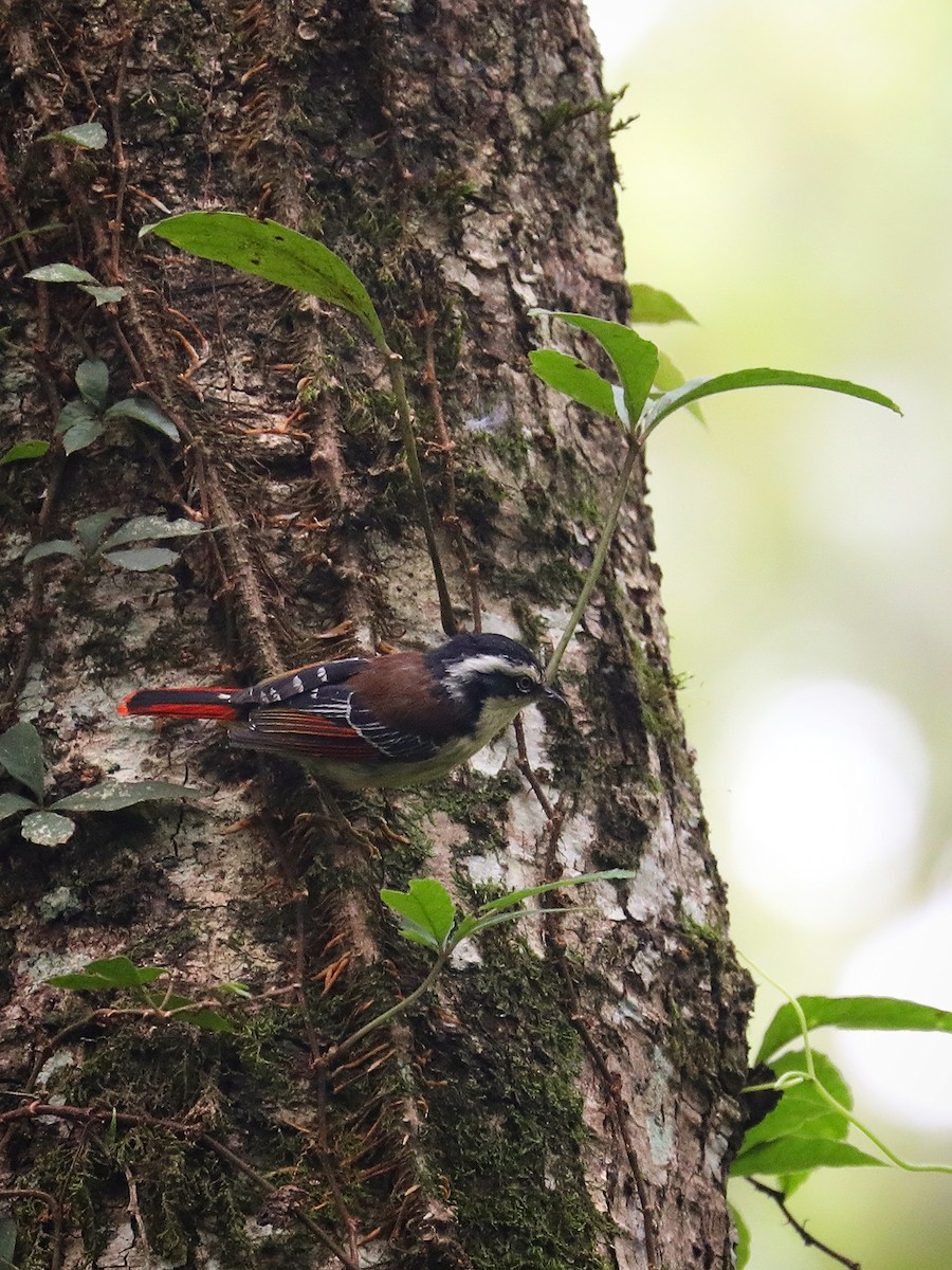 Red-tailed Minla - Matthias Alberti