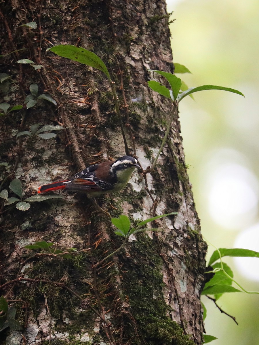 Red-tailed Minla - ML482041211