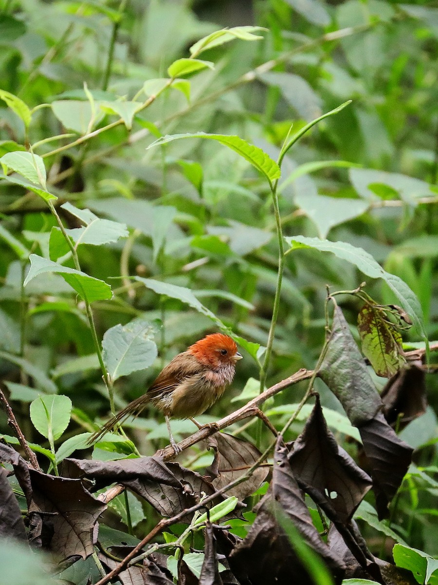 Brown-winged Parrotbill - Matthias Alberti