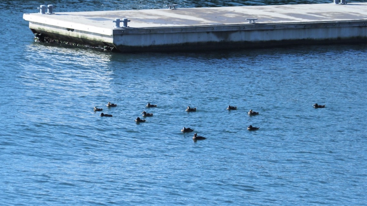 eBird Checklist - 7 Sep 2022 - Eastern Promenade - 21 species