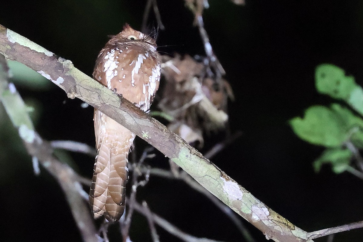 Starry Owlet-nightjar - ML482042171