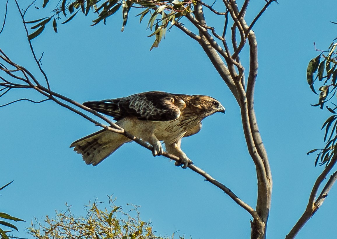 Águila Chica - ML482042451