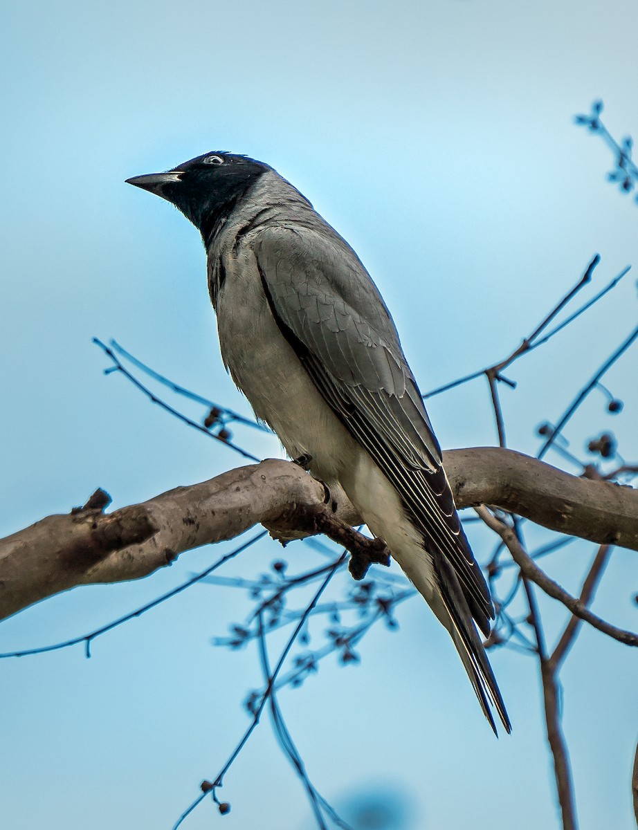 Black-faced Cuckooshrike - ML482042721