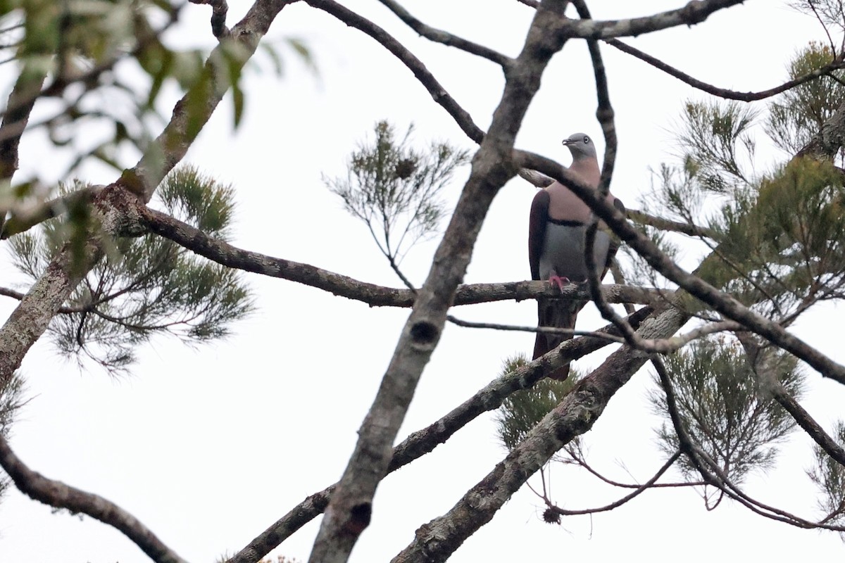 Zoe's Imperial-Pigeon - ML482043311