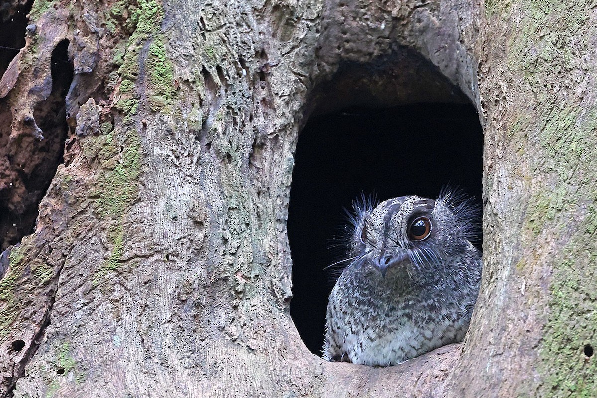 Barred Owlet-nightjar - Trevor Hardaker