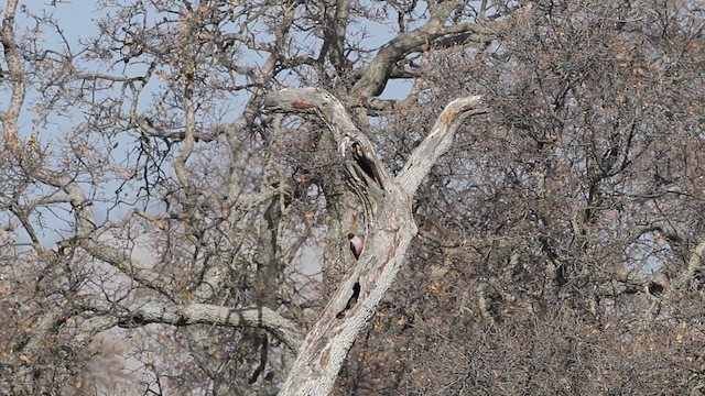 Lewis's Woodpecker - ML482044