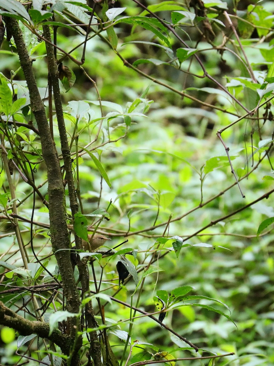 Brownish-flanked Bush Warbler - Matthias Alberti