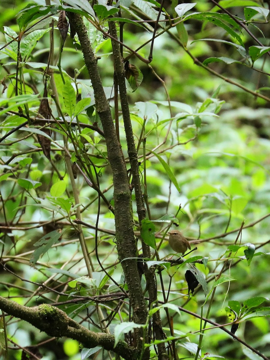 Brownish-flanked Bush Warbler - Matthias Alberti