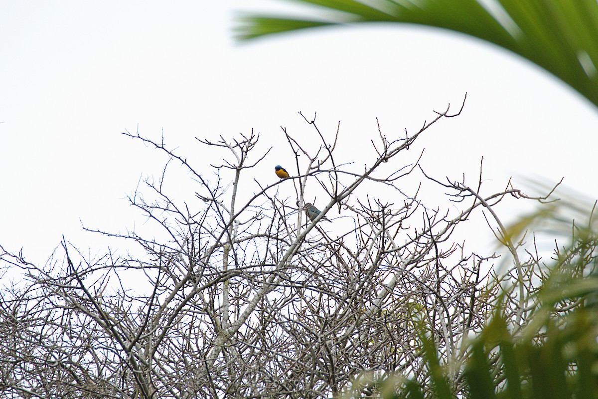 Golden-rumped Euphonia - ML482045231