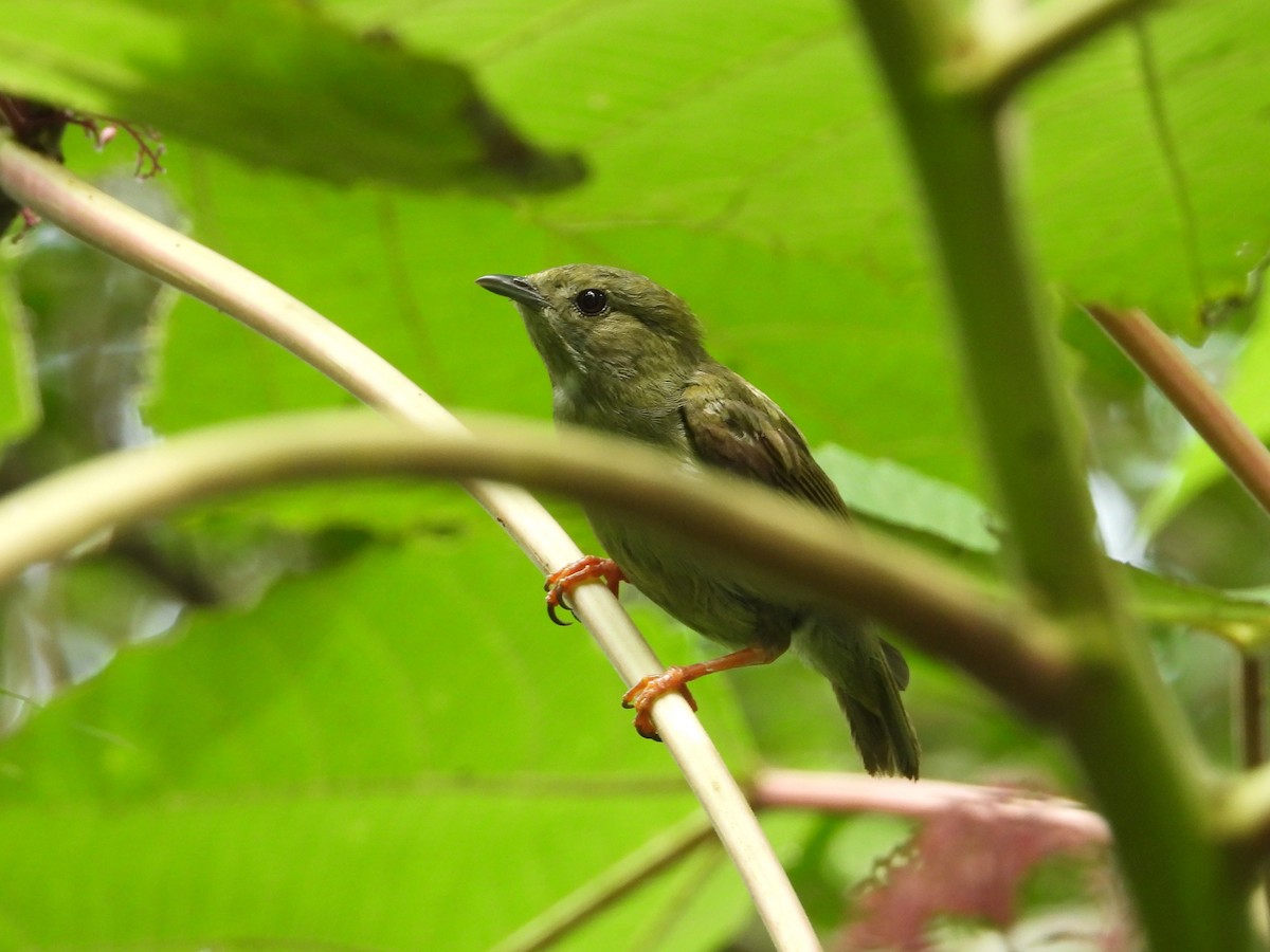 White-bearded Manakin - ML482045271