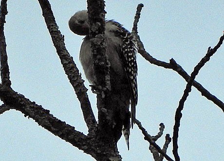 Red-bellied Woodpecker - ML482045961