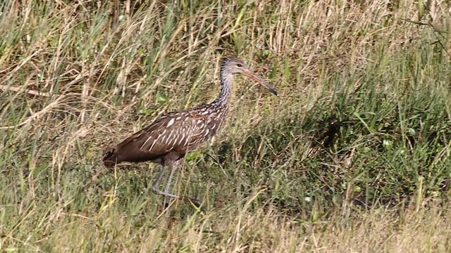 Limpkin (Speckled) - ML482046