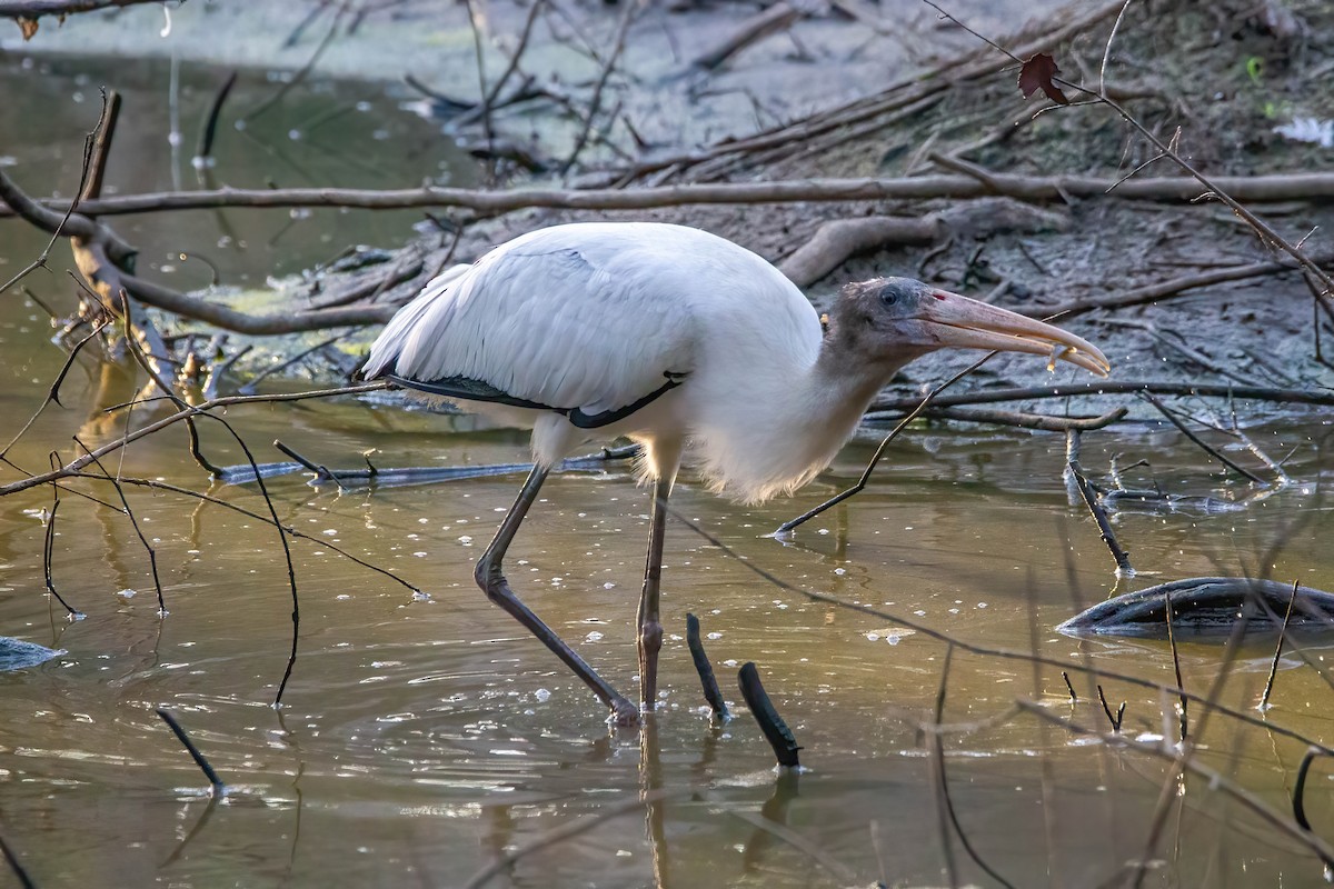 Wood Stork - ML482047051