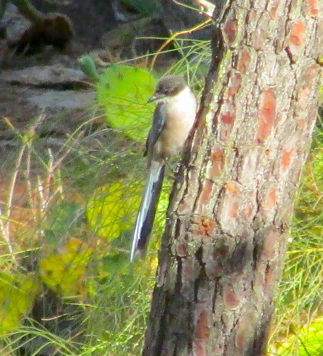 Iberian Magpie - ML482047311