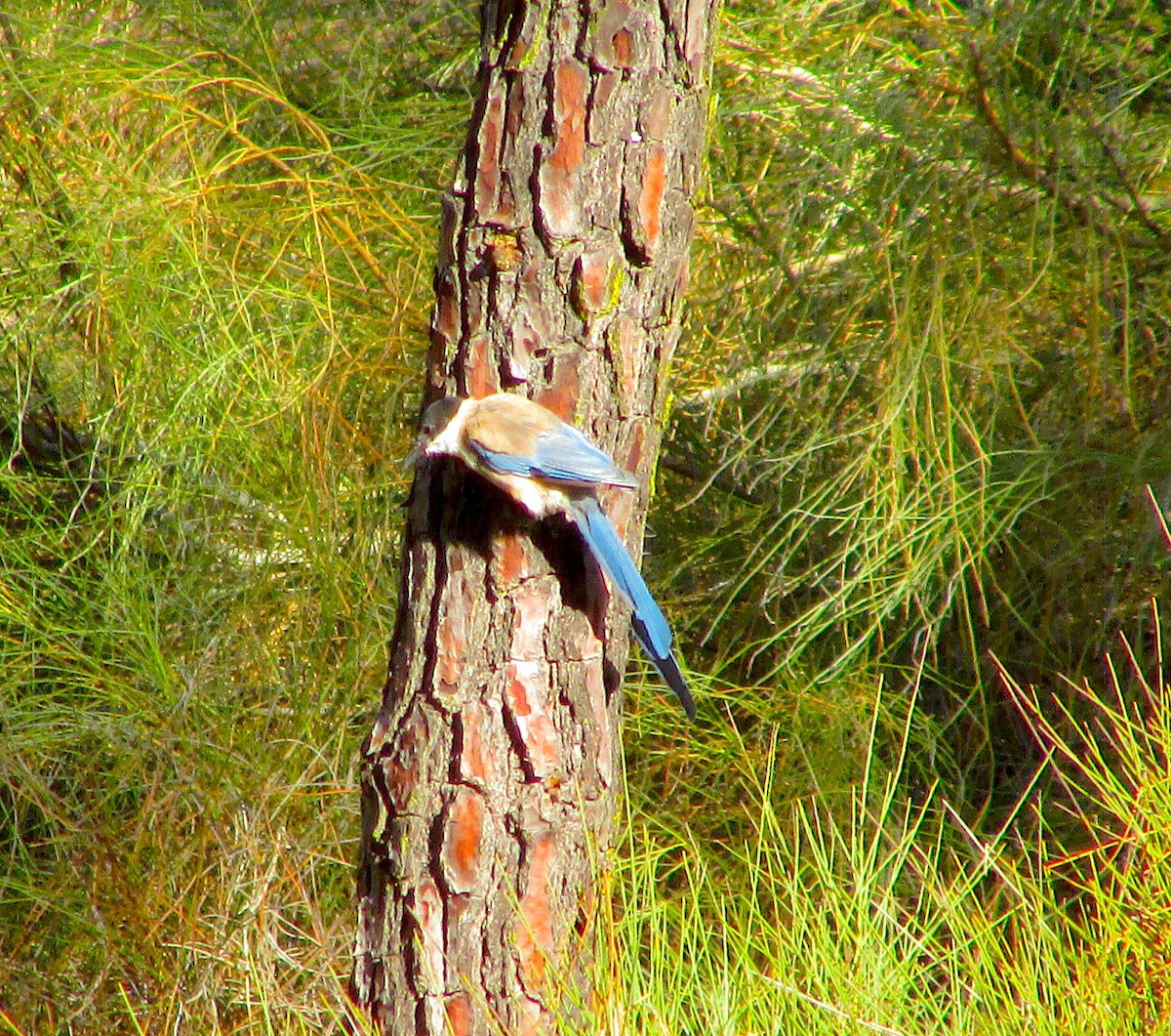 Iberian Magpie - ML482047321