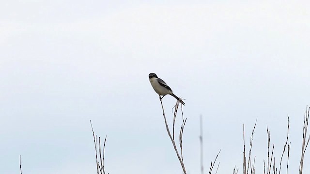 Loggerhead Shrike - ML482048