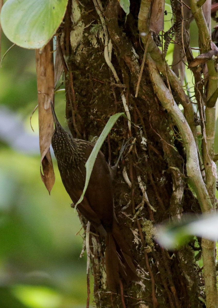 Cocoa Woodcreeper (Lawrence's) - ML48204831