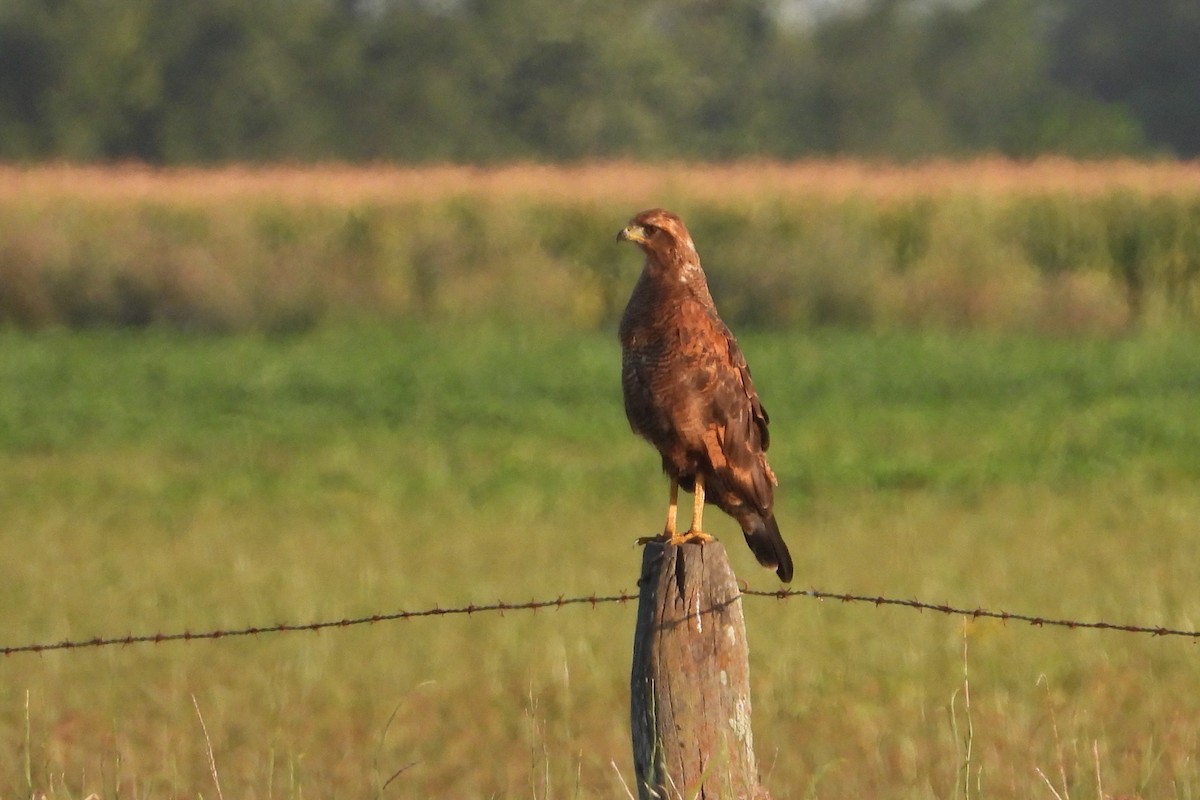 Savanna Hawk - ML482048411
