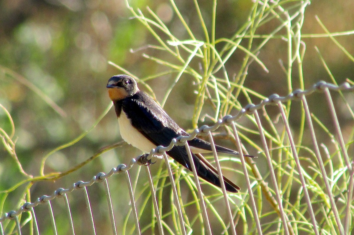 Barn Swallow - Ryan Larson