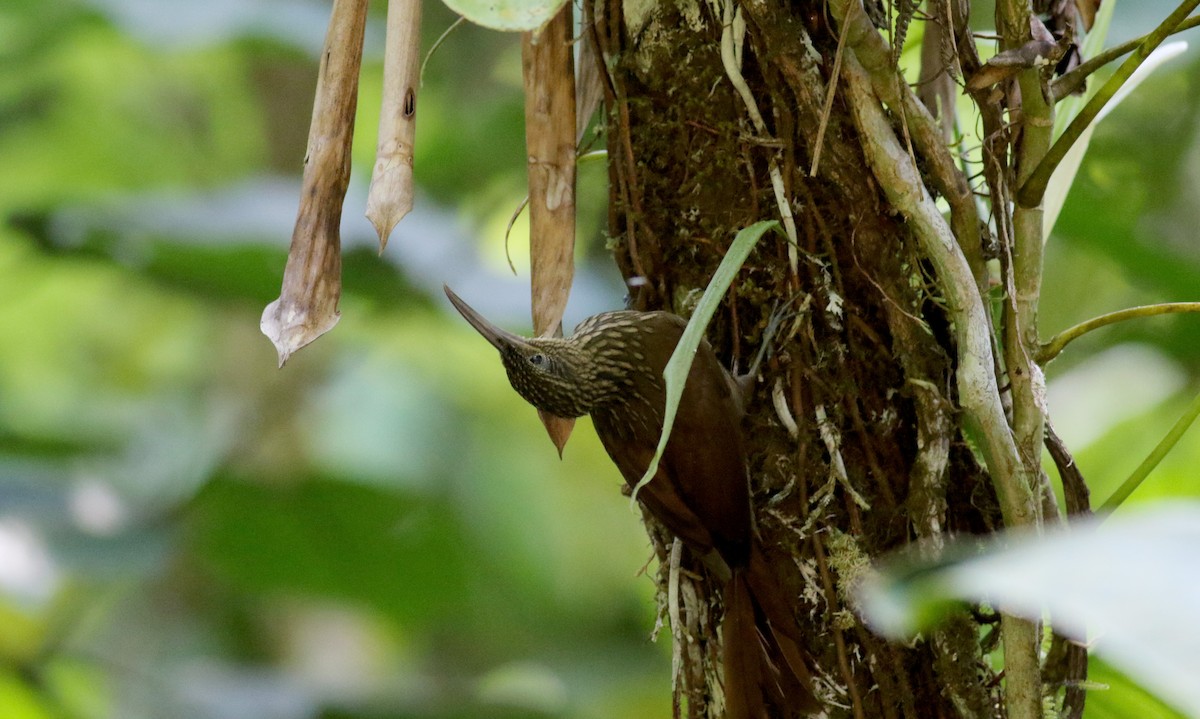 Cocoa Woodcreeper (Lawrence's) - ML48204861