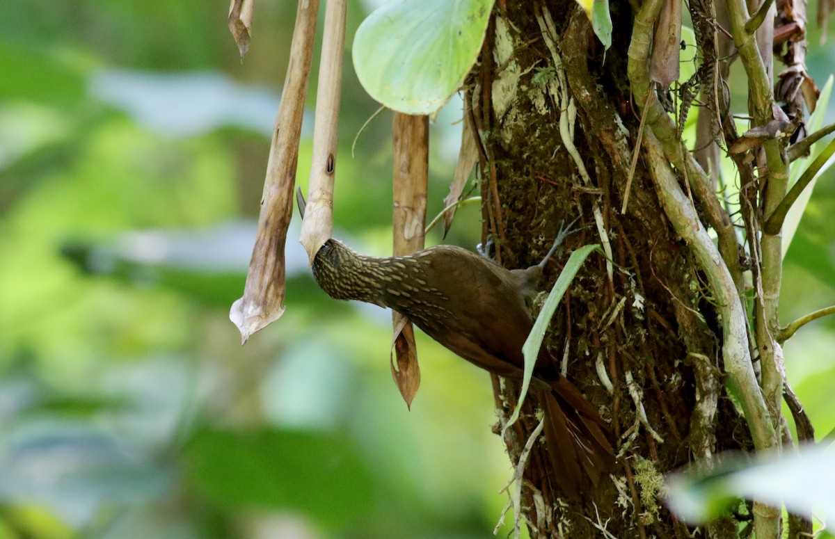 Cocoa Woodcreeper (Lawrence's) - ML48204931