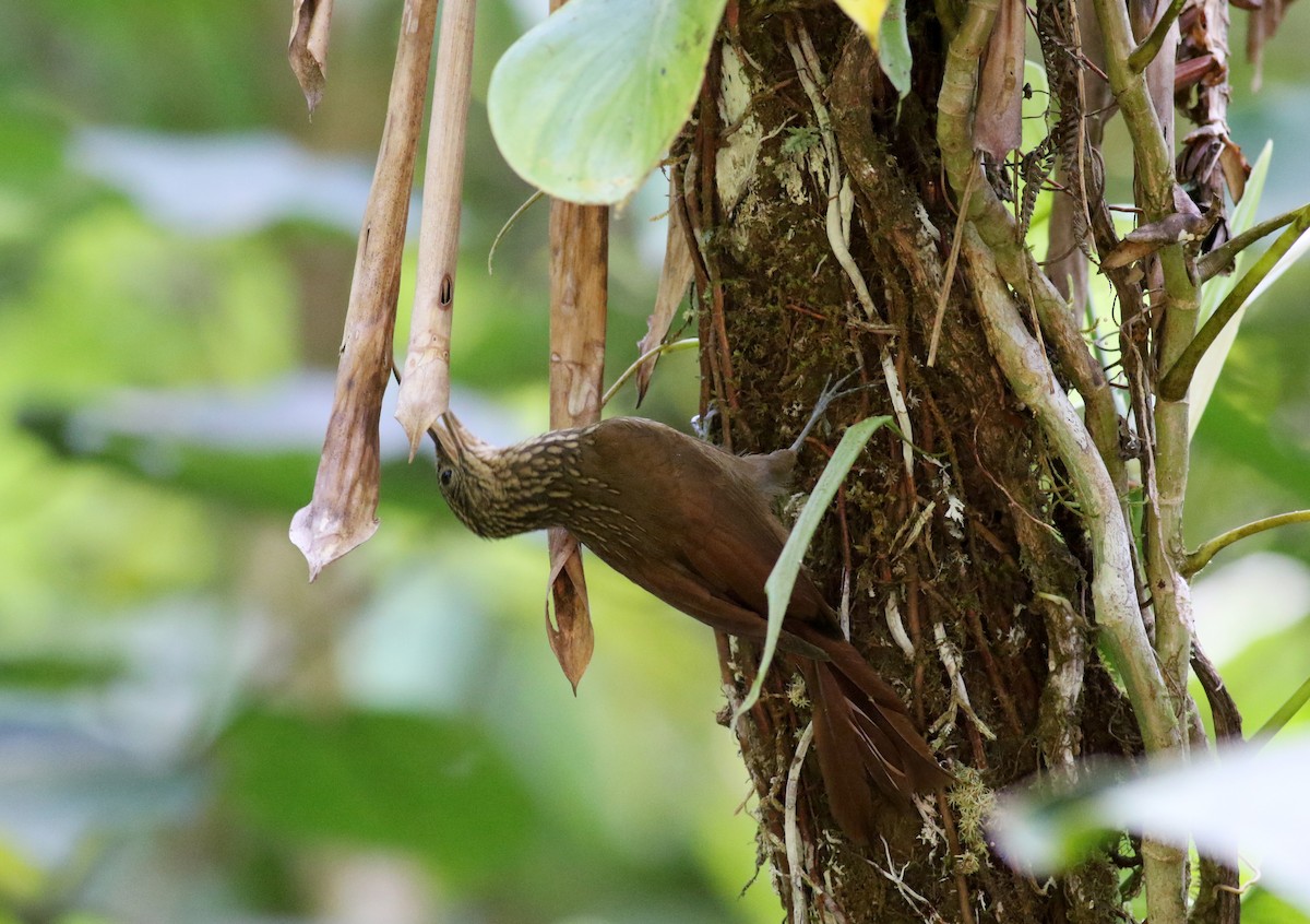 Cocoa Woodcreeper (Lawrence's) - ML48204961