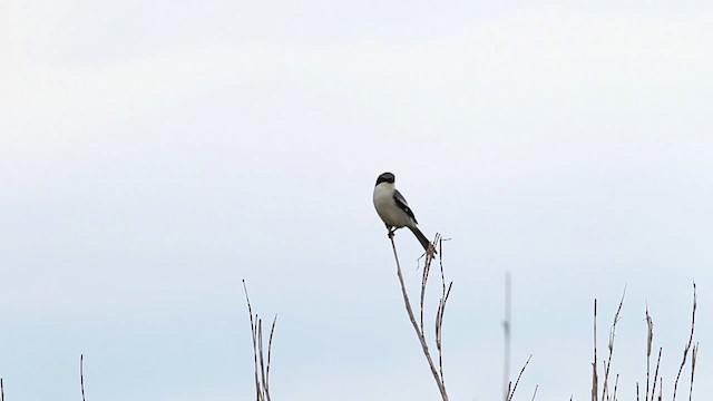 Loggerhead Shrike - ML482050