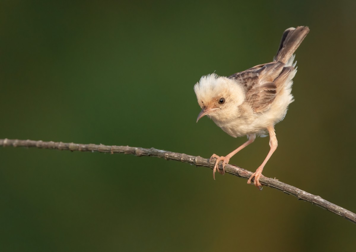 Golden-headed Cisticola - Rui-Yang Ho