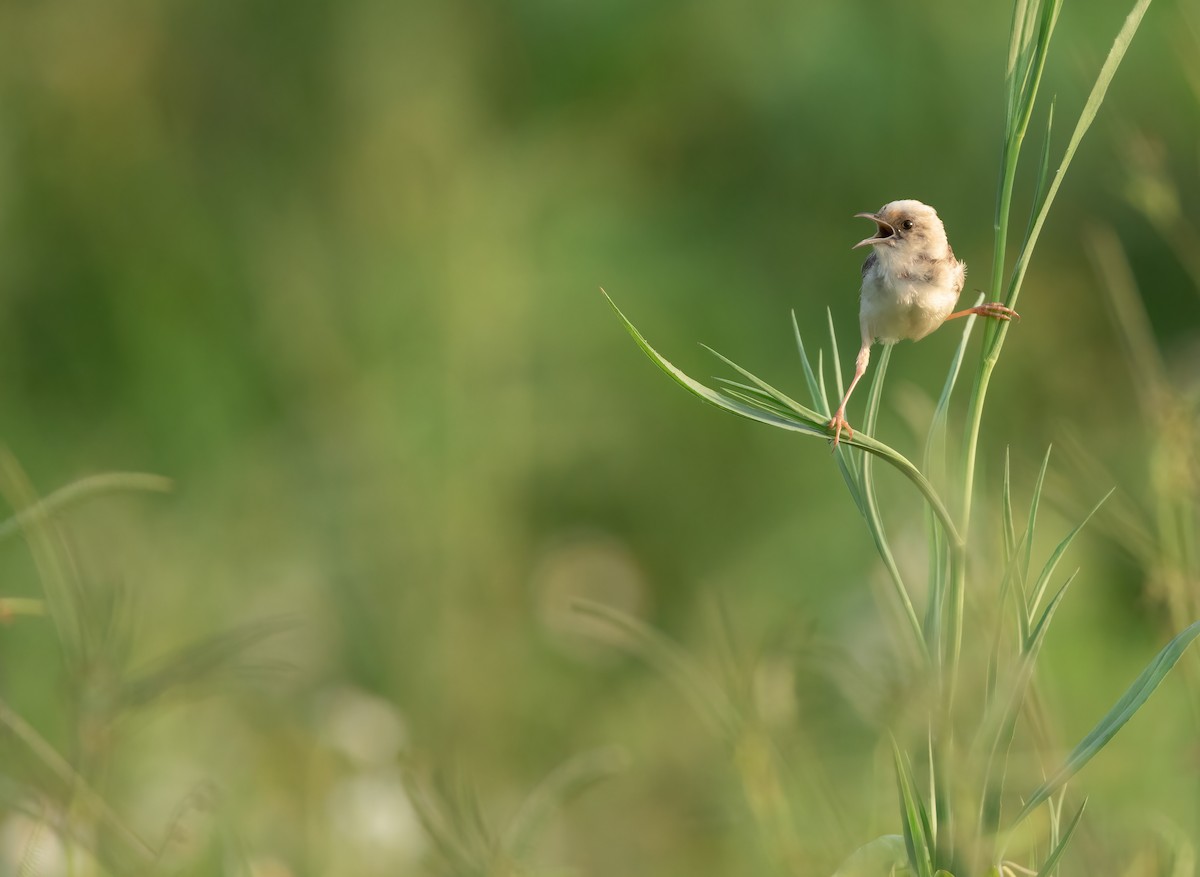 Golden-headed Cisticola - Rui-Yang Ho