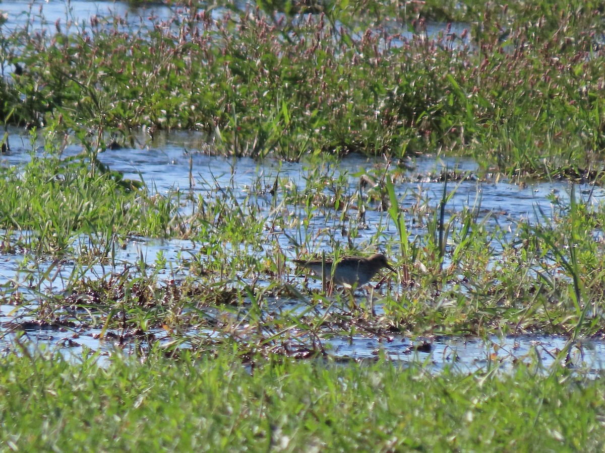 Baird's Sandpiper - ML482050701