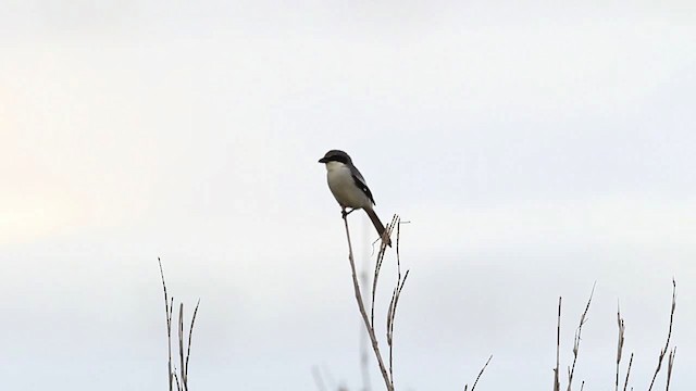 Loggerhead Shrike - ML482051