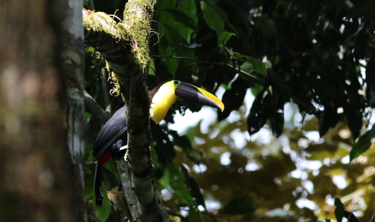 Yellow-throated Toucan (Chestnut-mandibled) - ML48205141