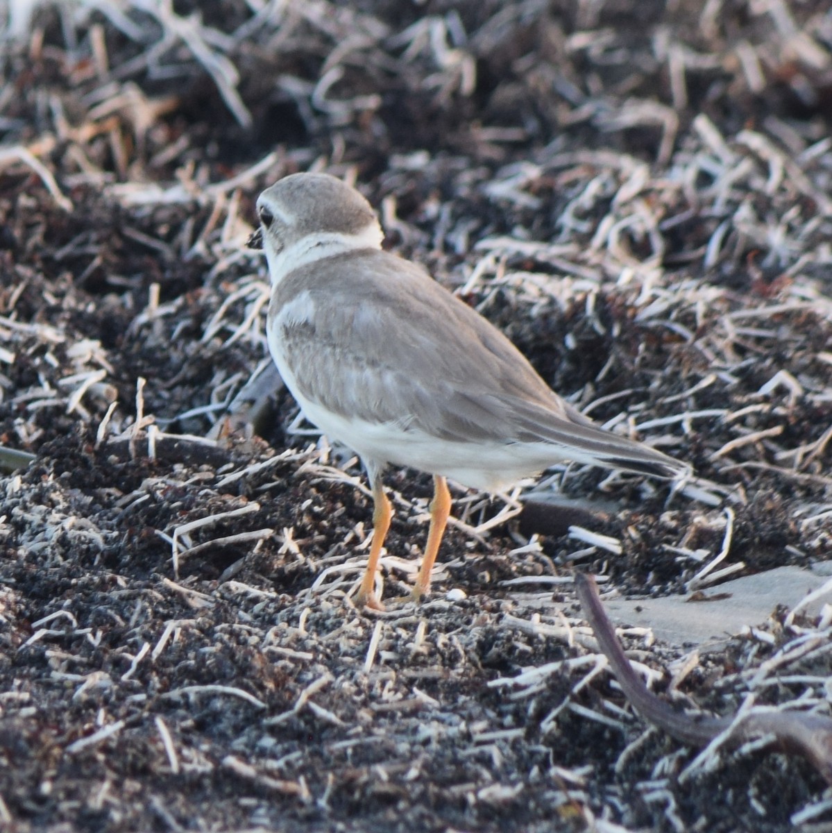 Piping Plover - ML482051631