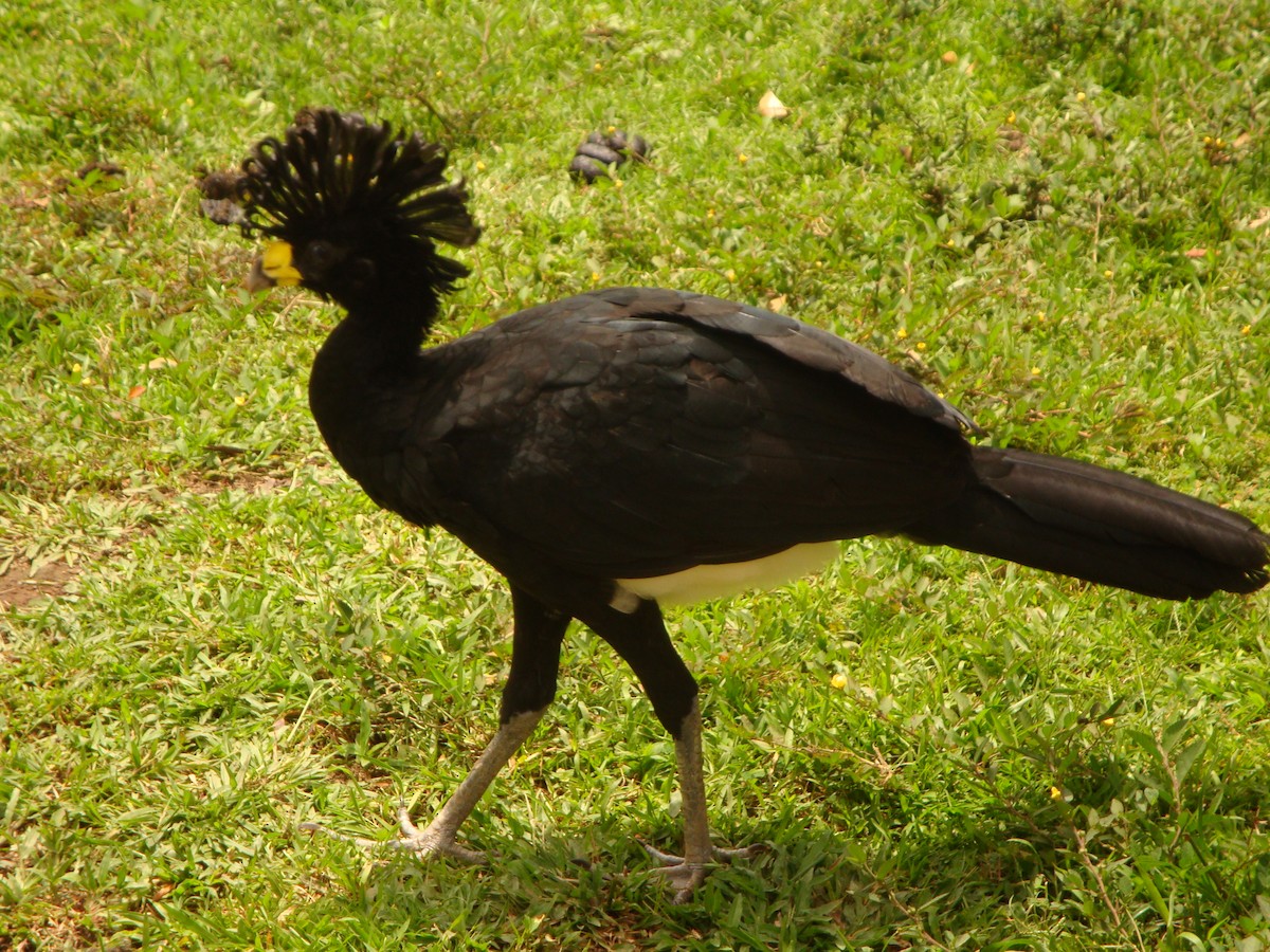 Great Curassow - ML482051661